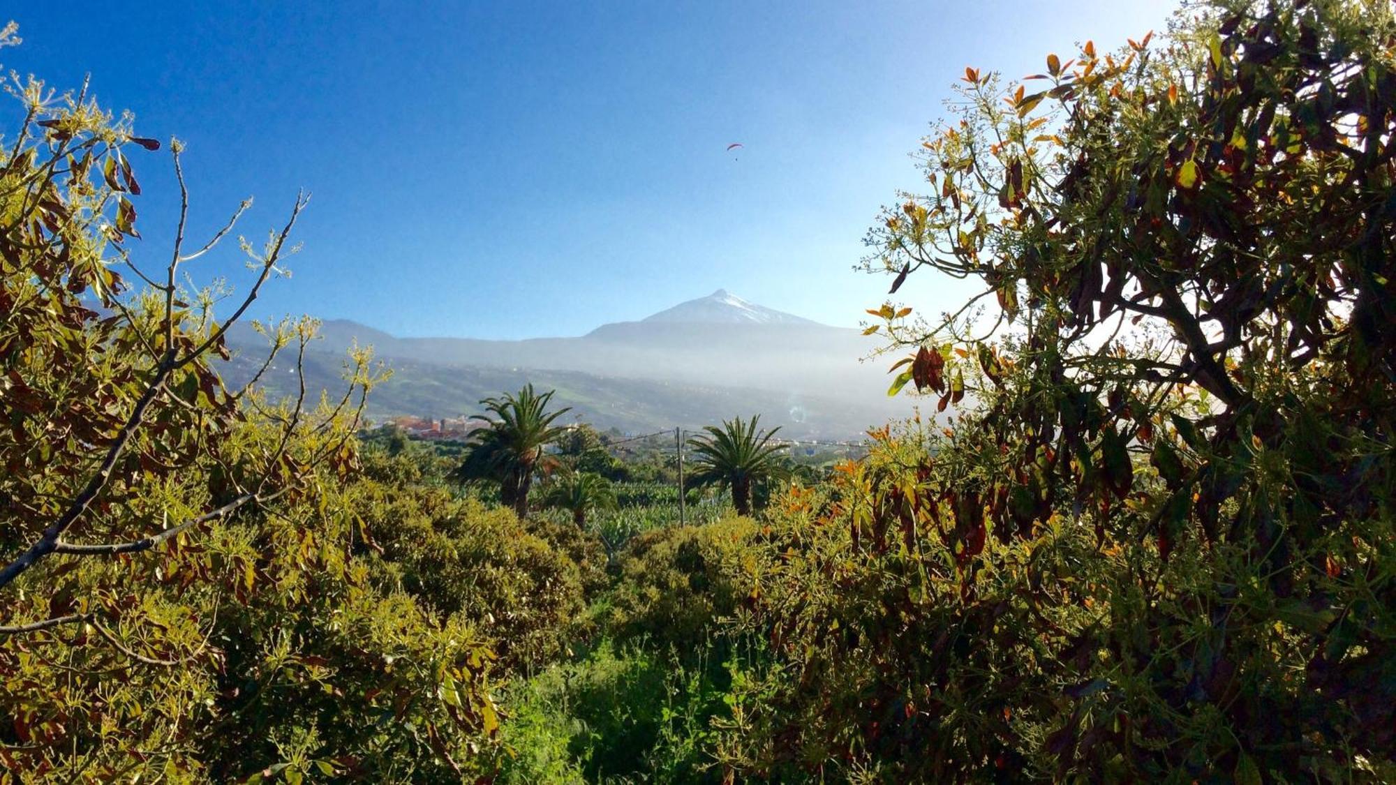 Finca La Plantacion _Agroturismo Ля Оротава Экстерьер фото